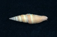 藏品(紅筆螺)的圖片